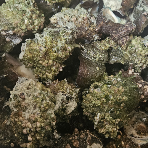 해루질 자격증 프리다이빙을 통해 직접 채취한 뿔소라가 가득 담긴 모습